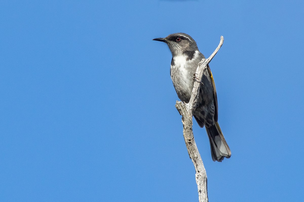 Crescent Honeyeater - ML260006511