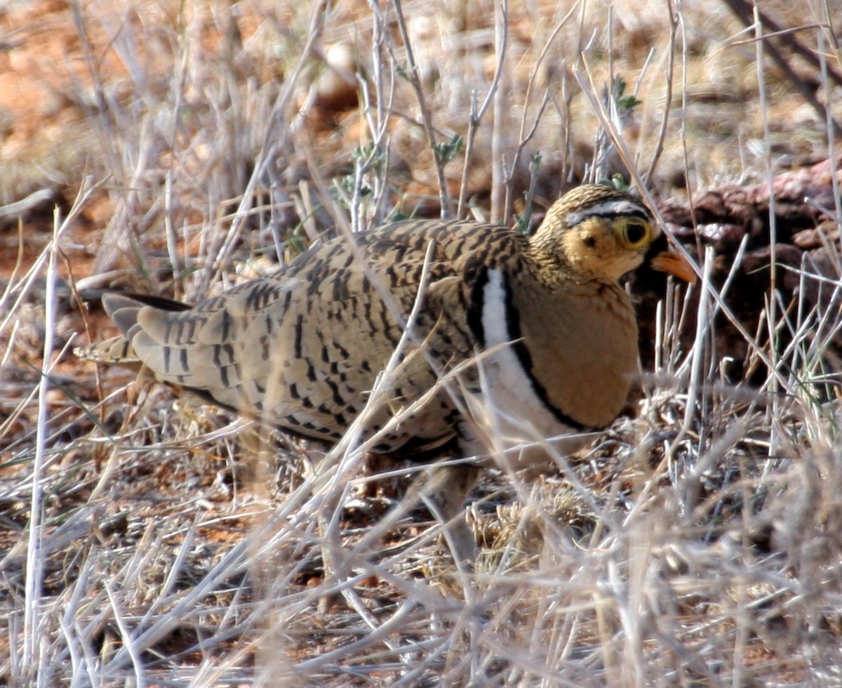 Black-faced Sandgrouse - ML260009041