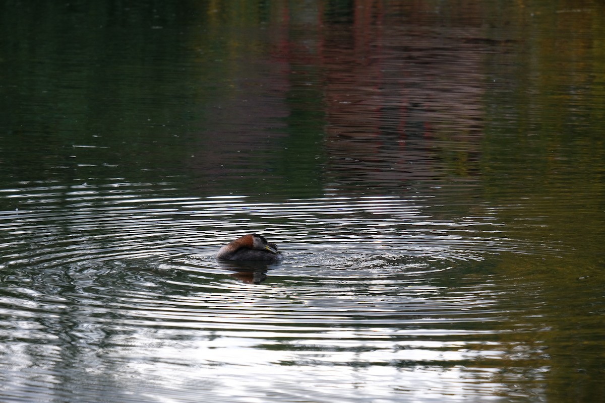 Red-necked Grebe - ML260009771