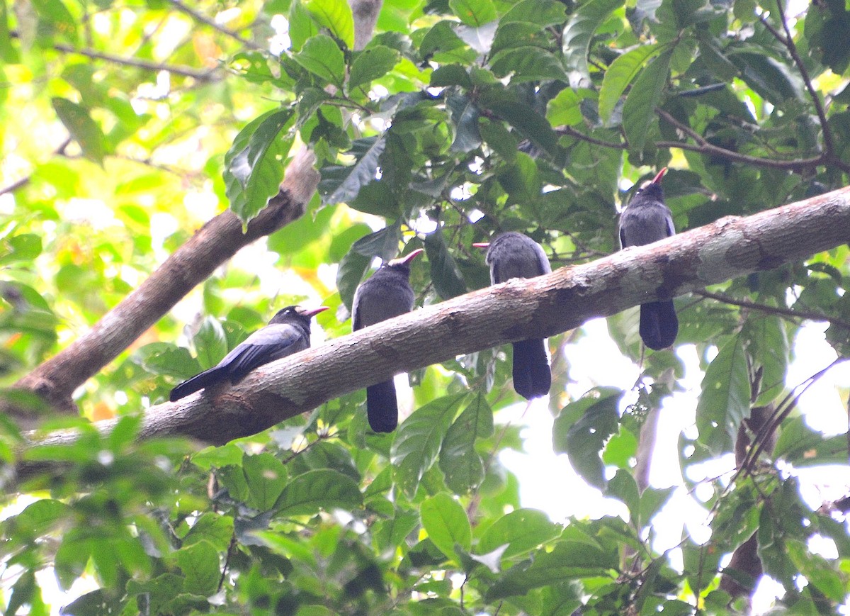 White-fronted Nunbird (Pale-winged) - ML26001001