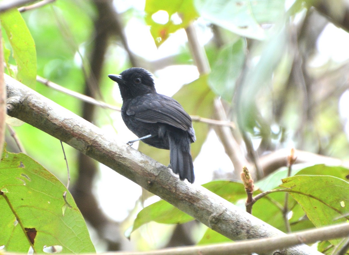 Black Antshrike - ML26001101