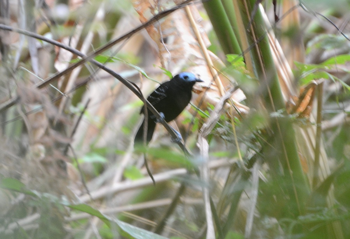 Bare-crowned Antbird - ML26001161