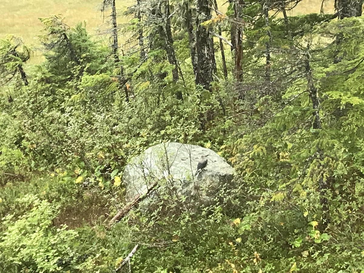 Clark's Nutcracker - ML260015461