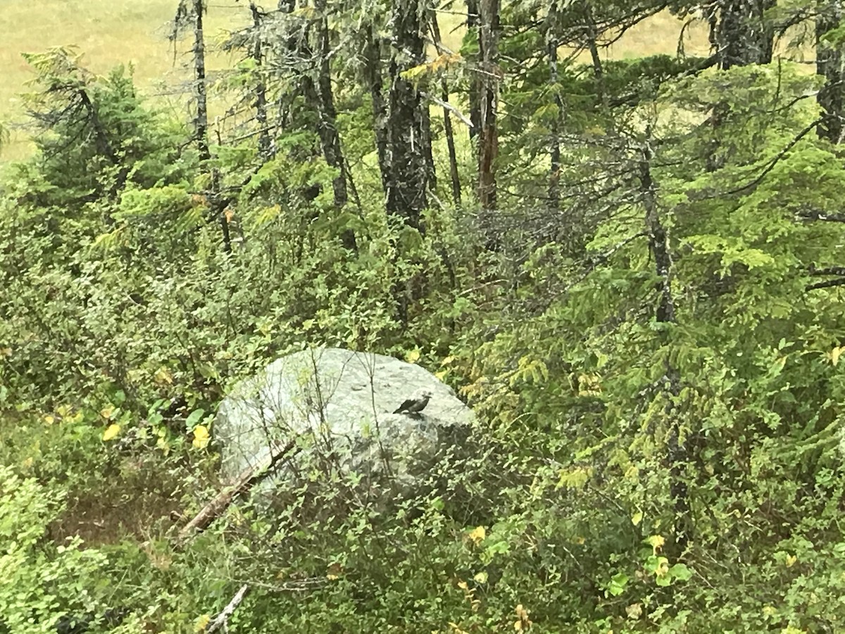 Clark's Nutcracker - ML260015471