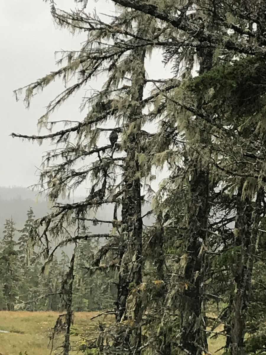 Clark's Nutcracker - ML260015481