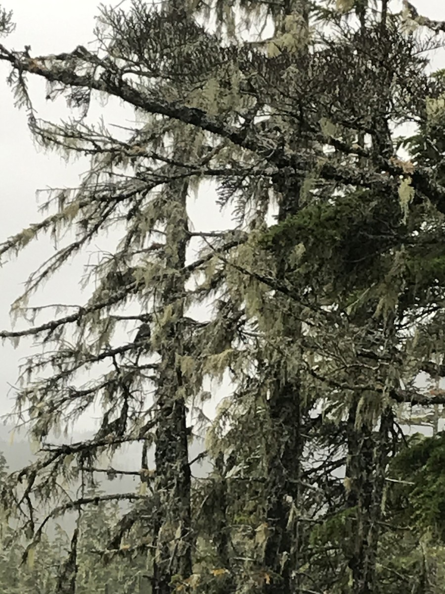 Clark's Nutcracker - ML260015491