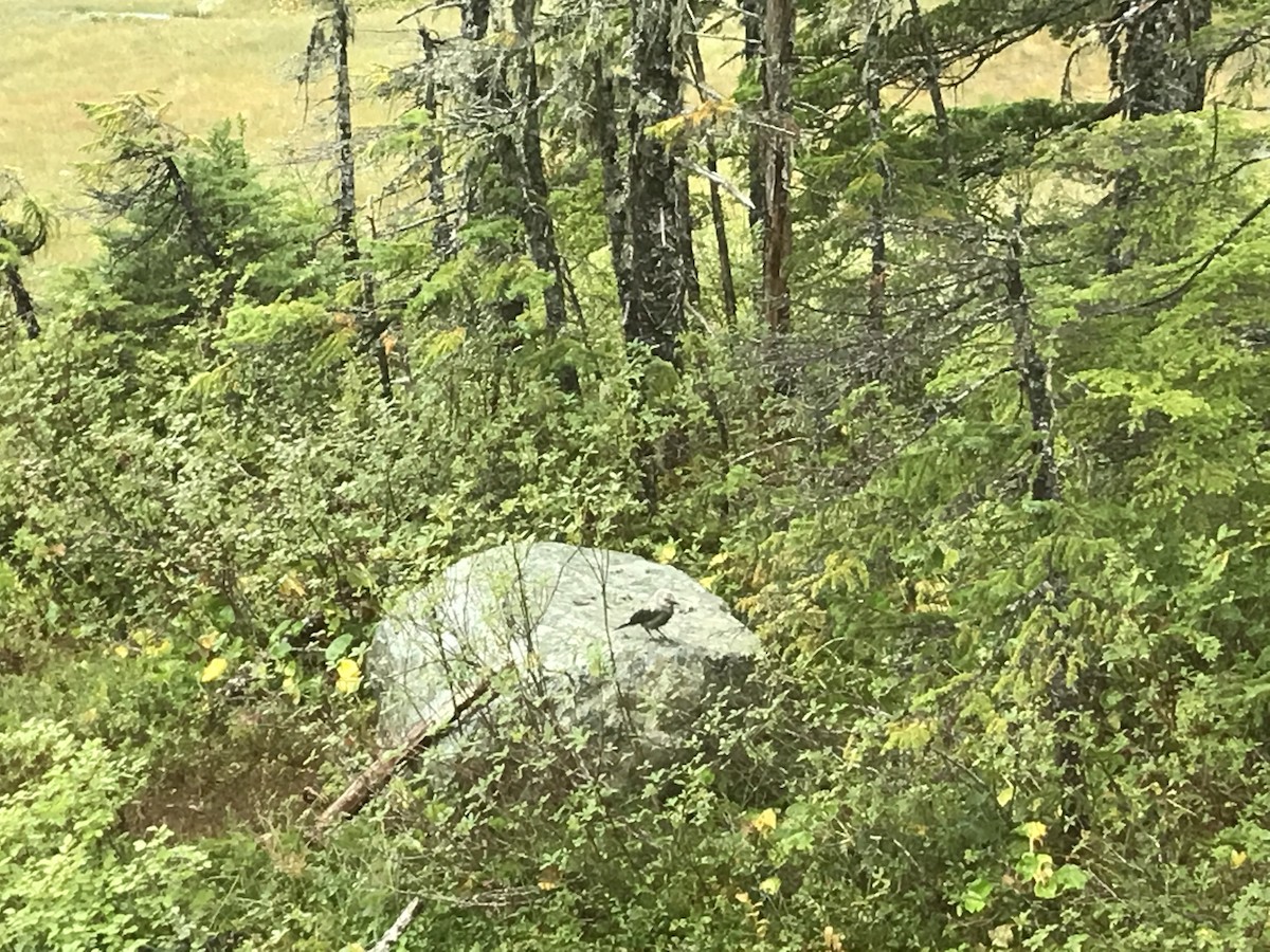 Clark's Nutcracker - ML260015501