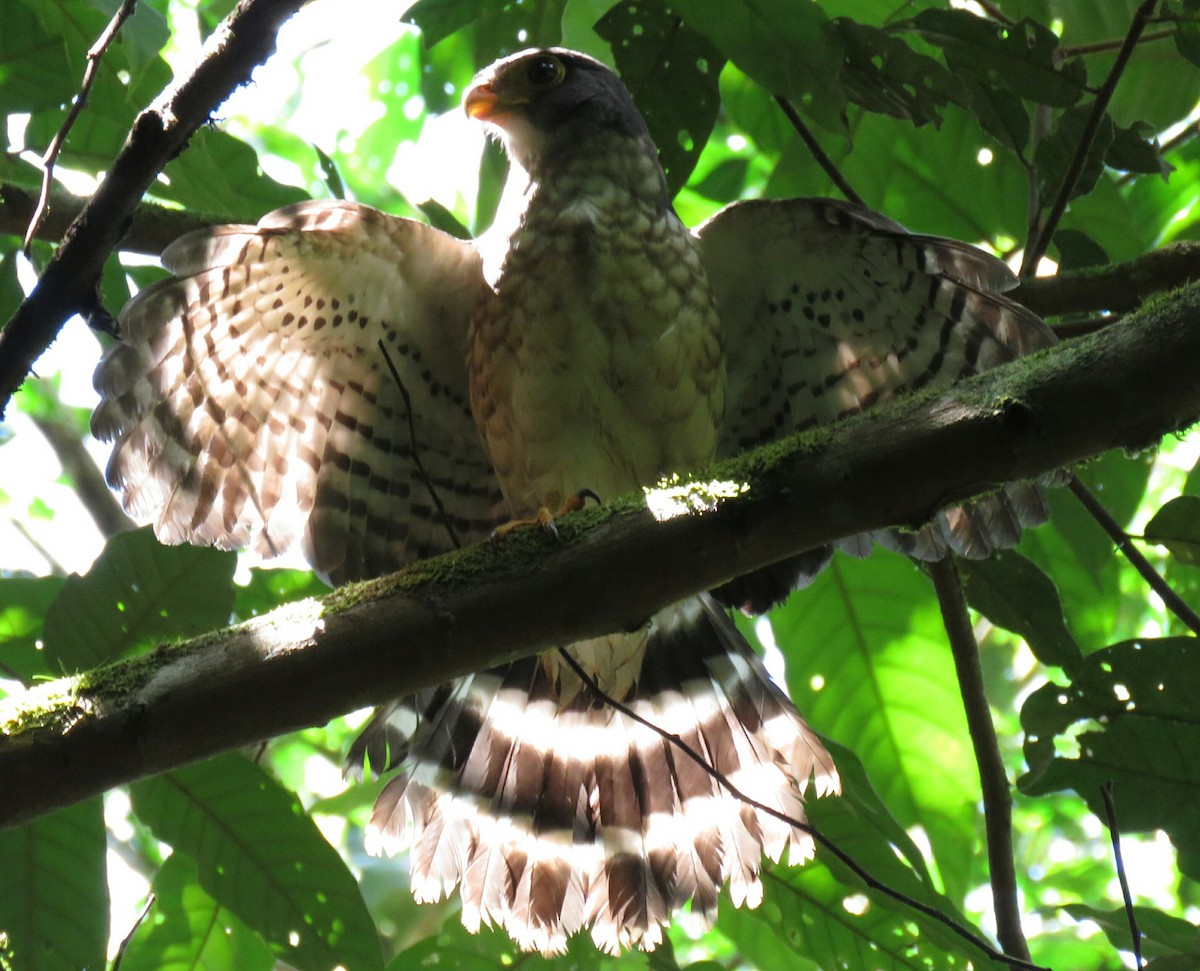 Slaty-backed Forest-Falcon - ML260015561