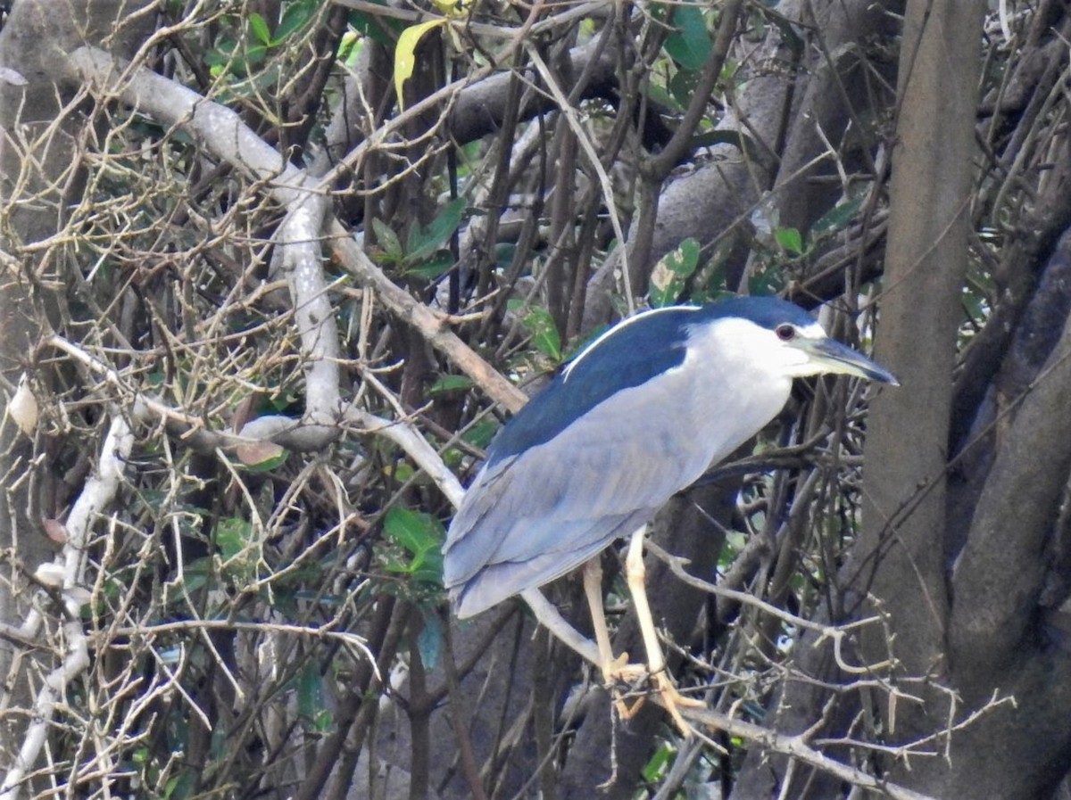 Black-crowned Night Heron - ML260017621