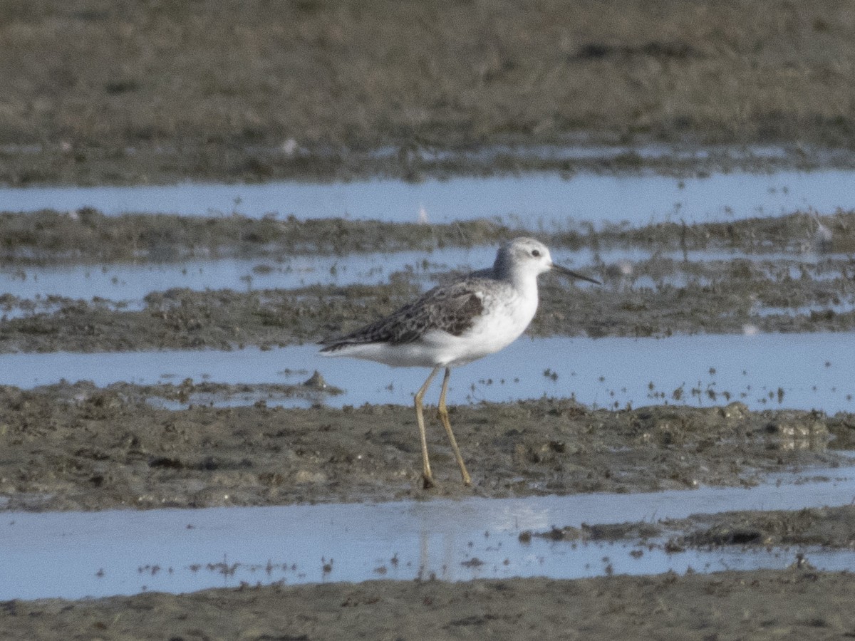 Marsh Sandpiper - Adam Colley