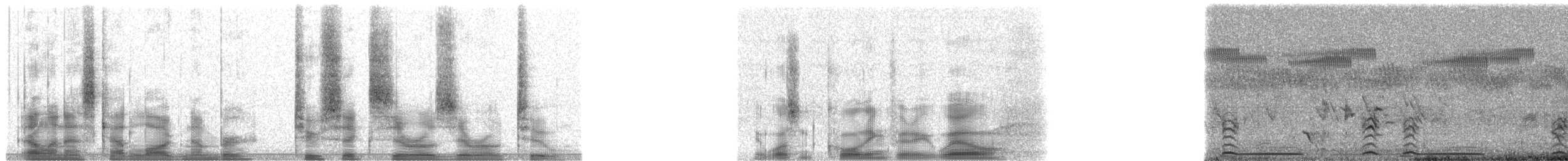 Râle de Böhm - ML26002