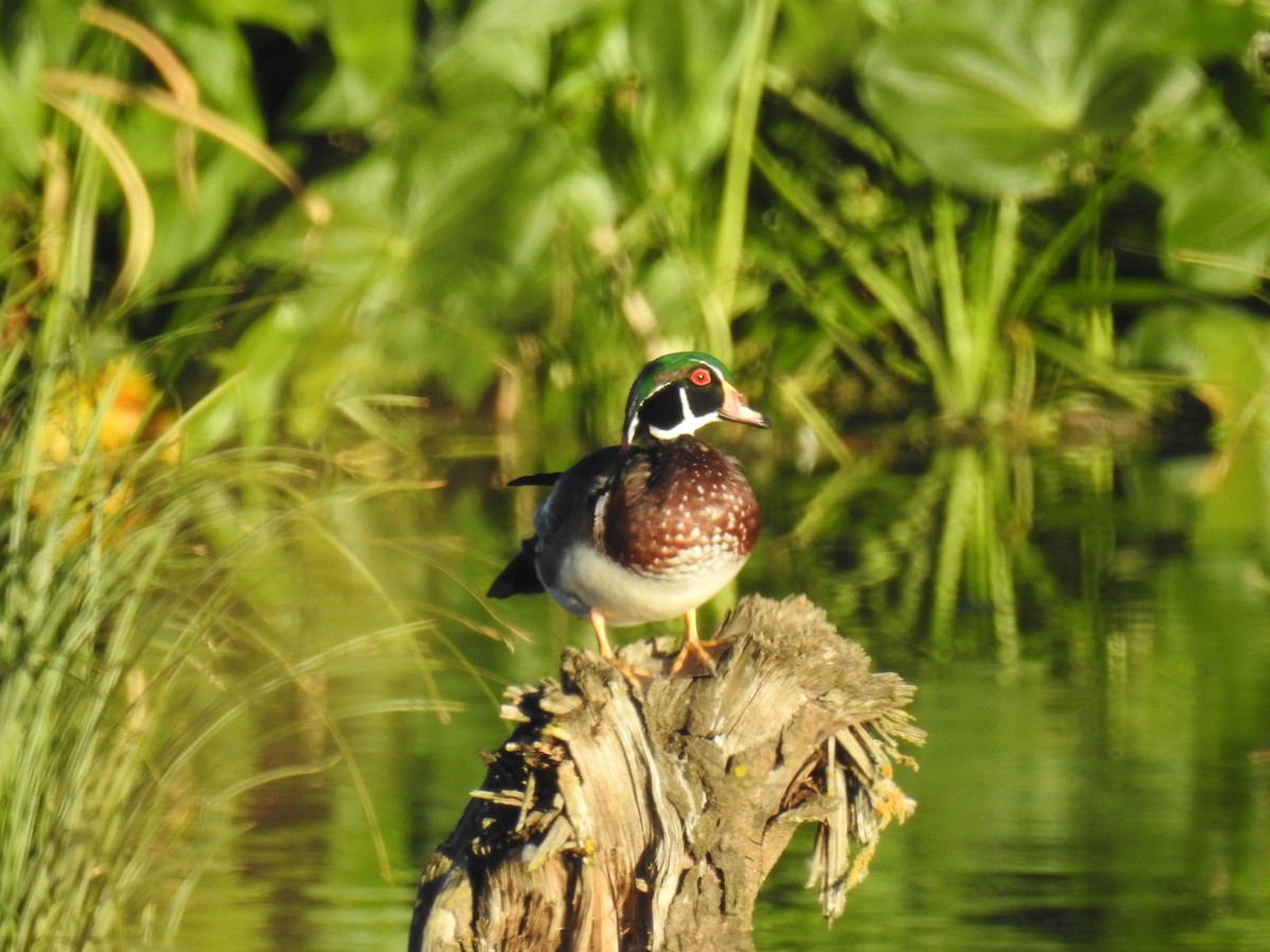 Wood Duck - Bobby O