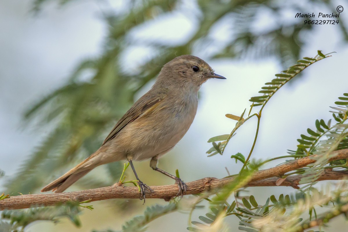 Common Chiffchaff - ML260025151