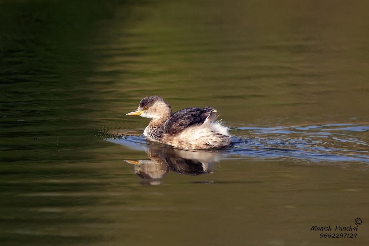 Little Grebe - ML260026291