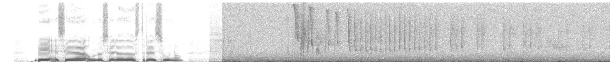 kolibřík Clarissin - ML260027