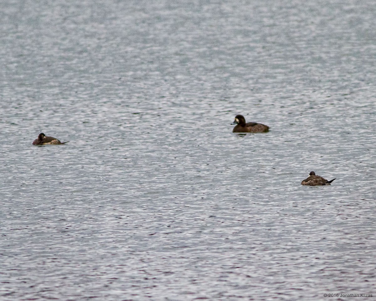 Greater Scaup - ML26002711