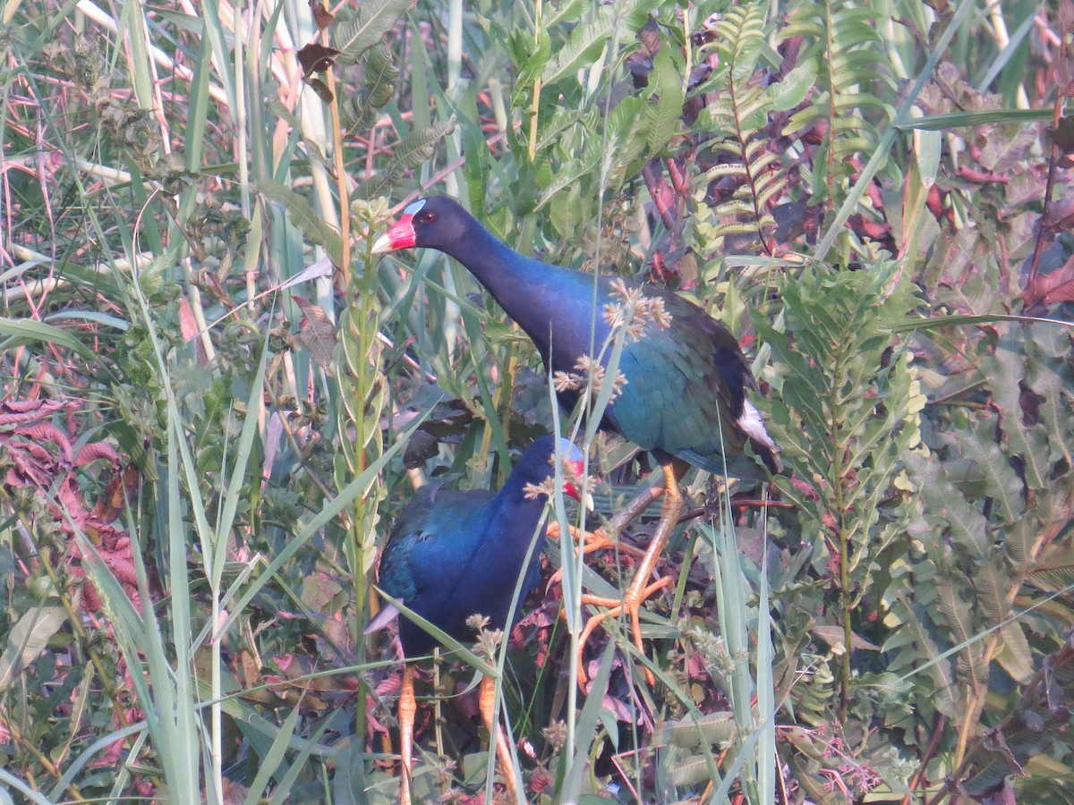 Purple Gallinule - ML26003041