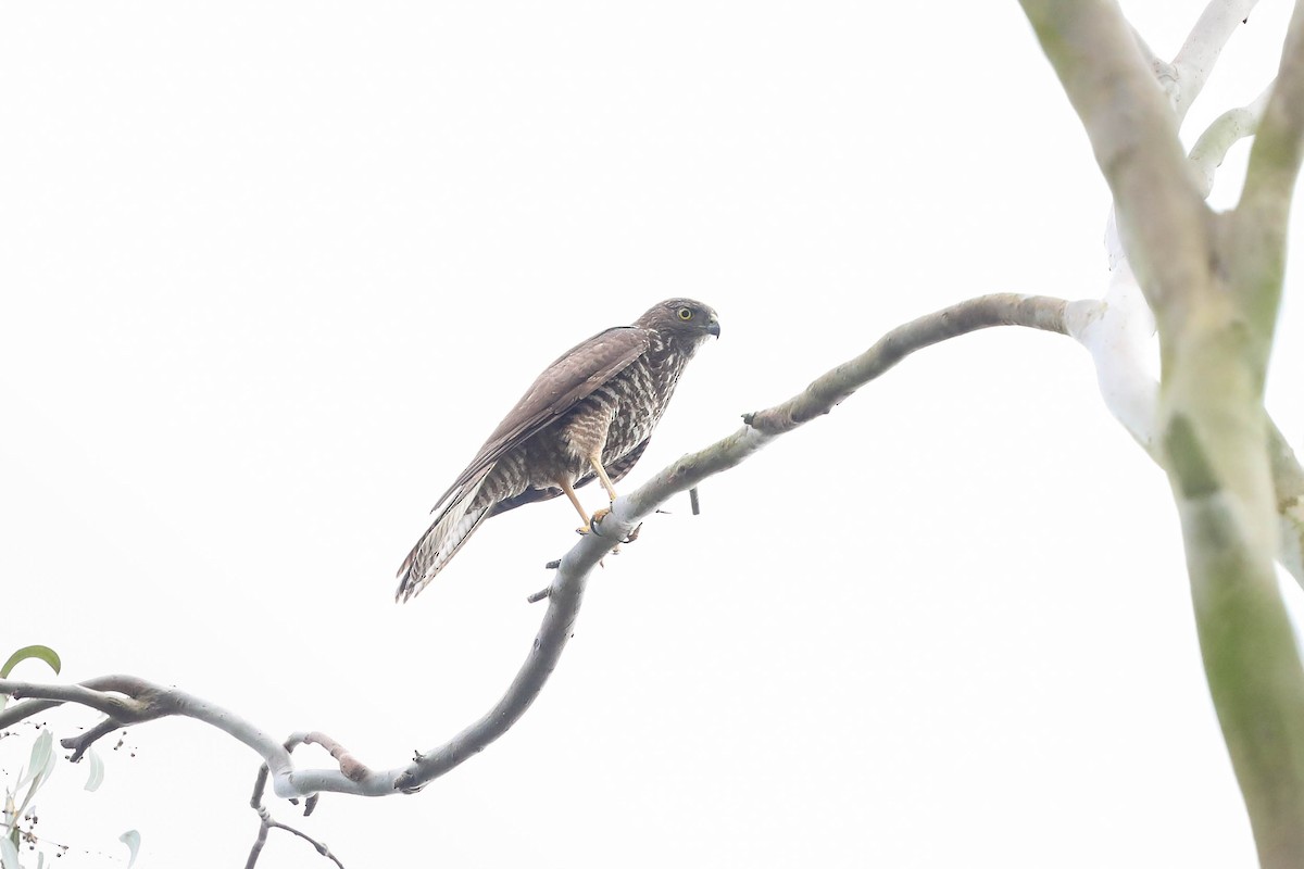 Brown Goshawk - Ged Tranter