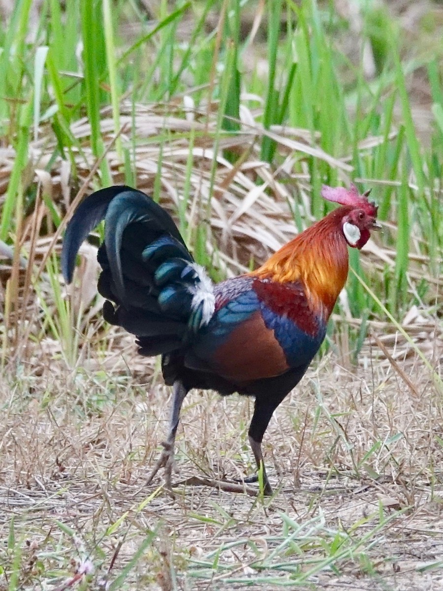 Red Junglefowl - ML260031471