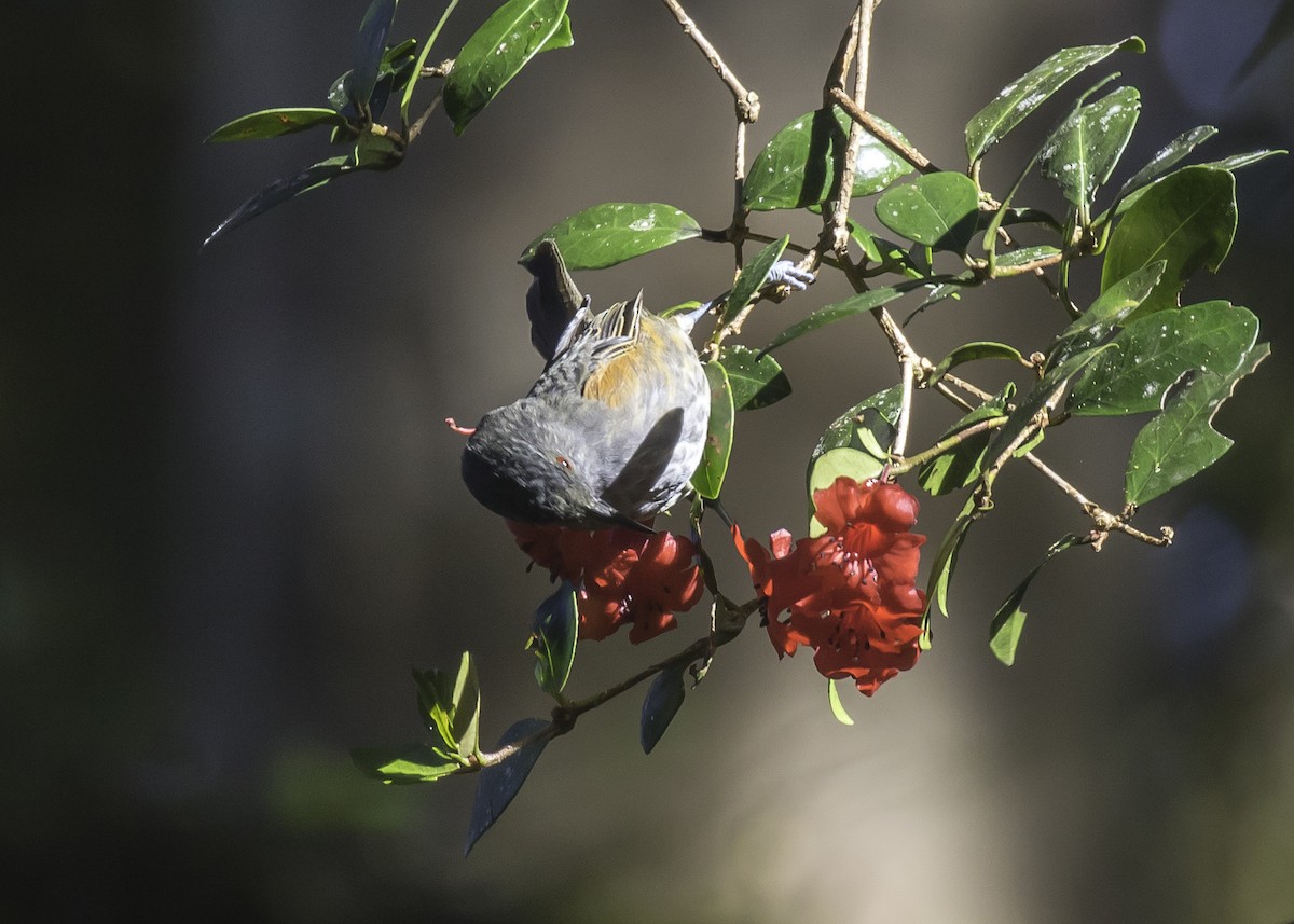 Rufous-sided Honeyeater - ML260031521