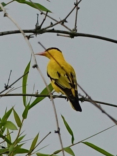 Black-naped Oriole - Jan Ekkers