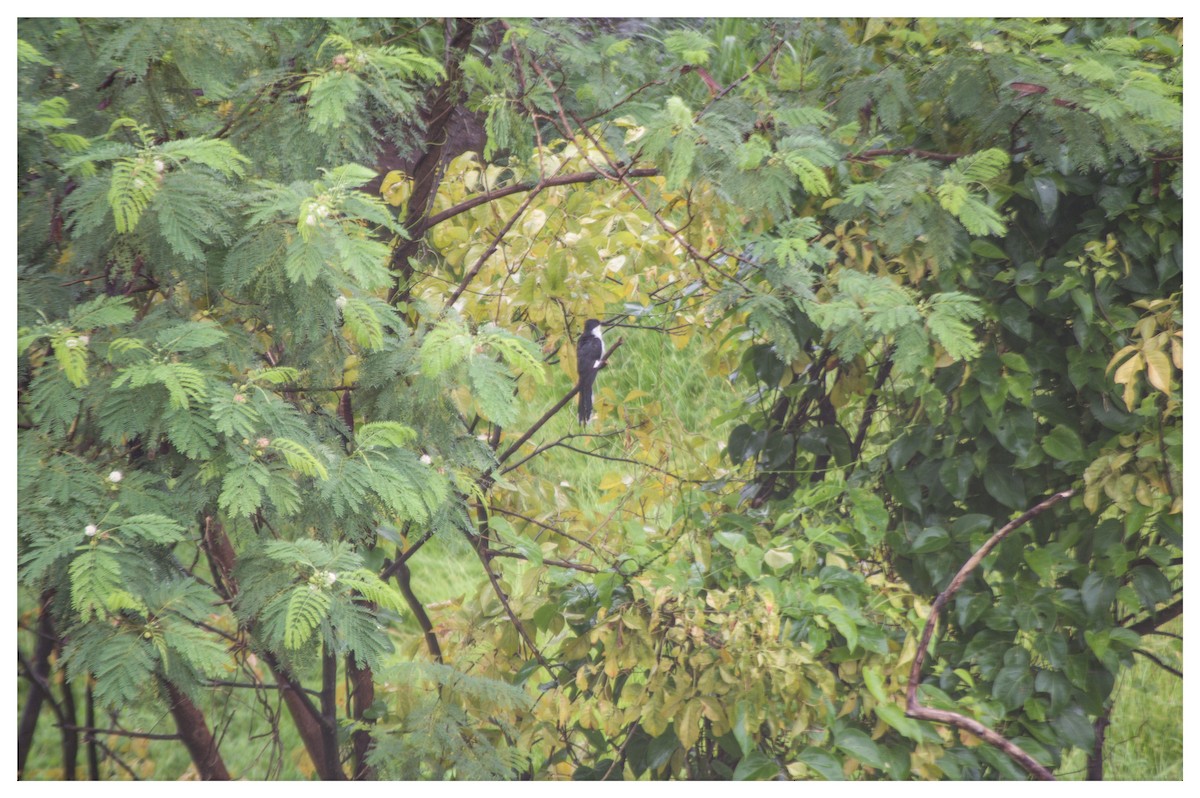 Pied Cuckoo - ashish salgaonkar