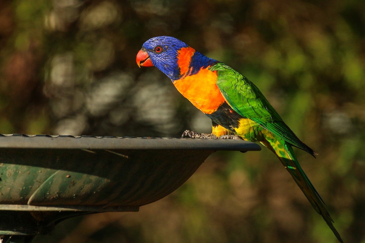 Red-collared Lorikeet - ML260033701