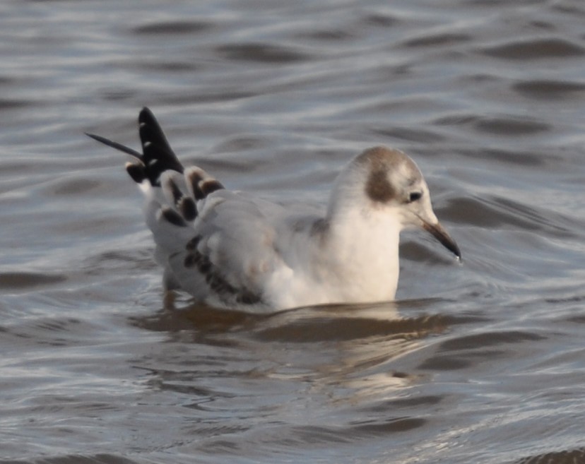 Bonaparte's Gull - Donald Pye