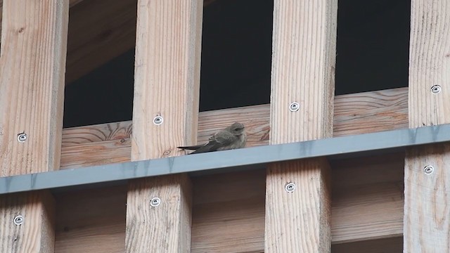 Hirondelle de rochers - ML260037921