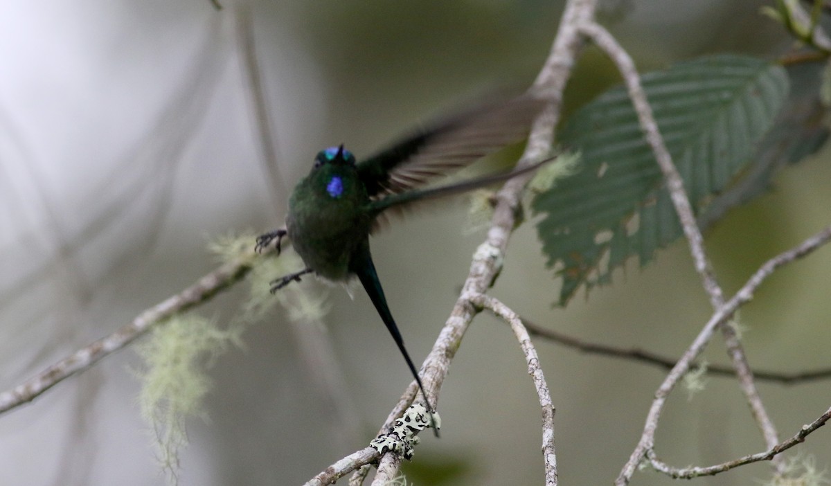 Long-tailed Sylph - Jay McGowan