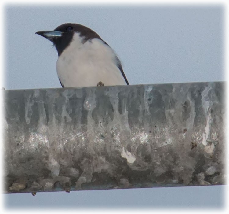 Fiji Woodswallow - ML260039211