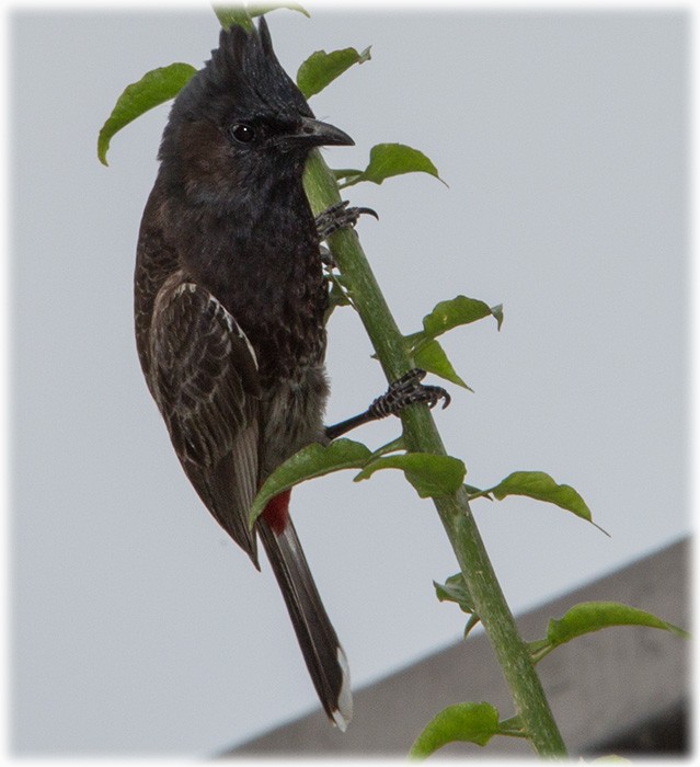 Red-vented Bulbul - ML260039241