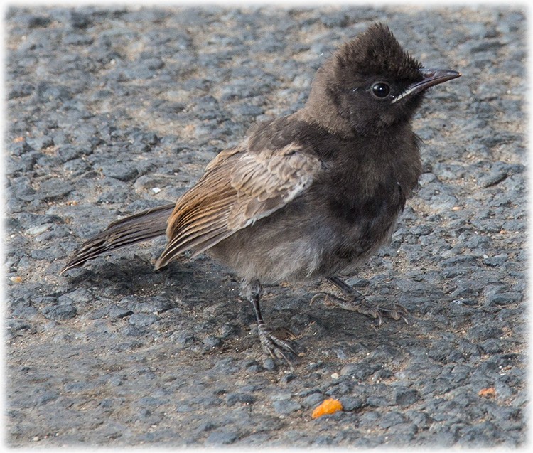 Red-vented Bulbul - ML260039251