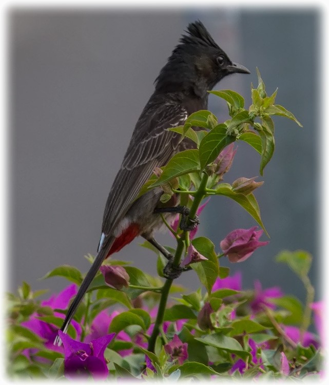 Red-vented Bulbul - ML260039271