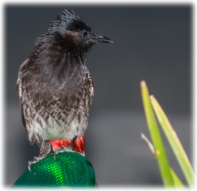 Red-vented Bulbul - ML260039281