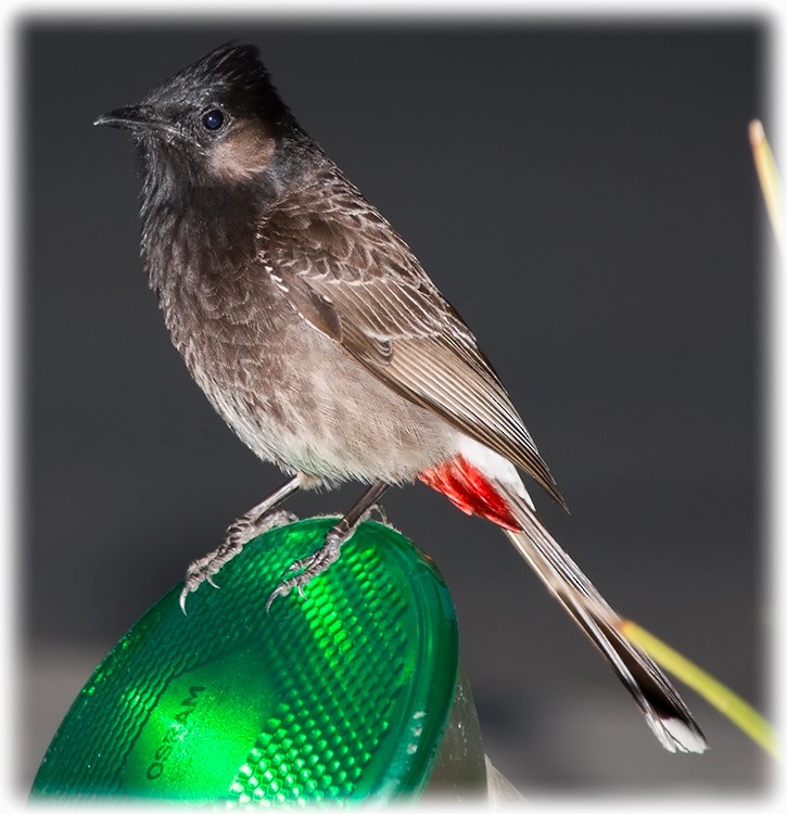 Red-vented Bulbul - ML260039291