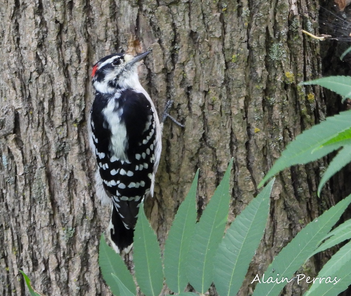 Downy Woodpecker - Alain Perras