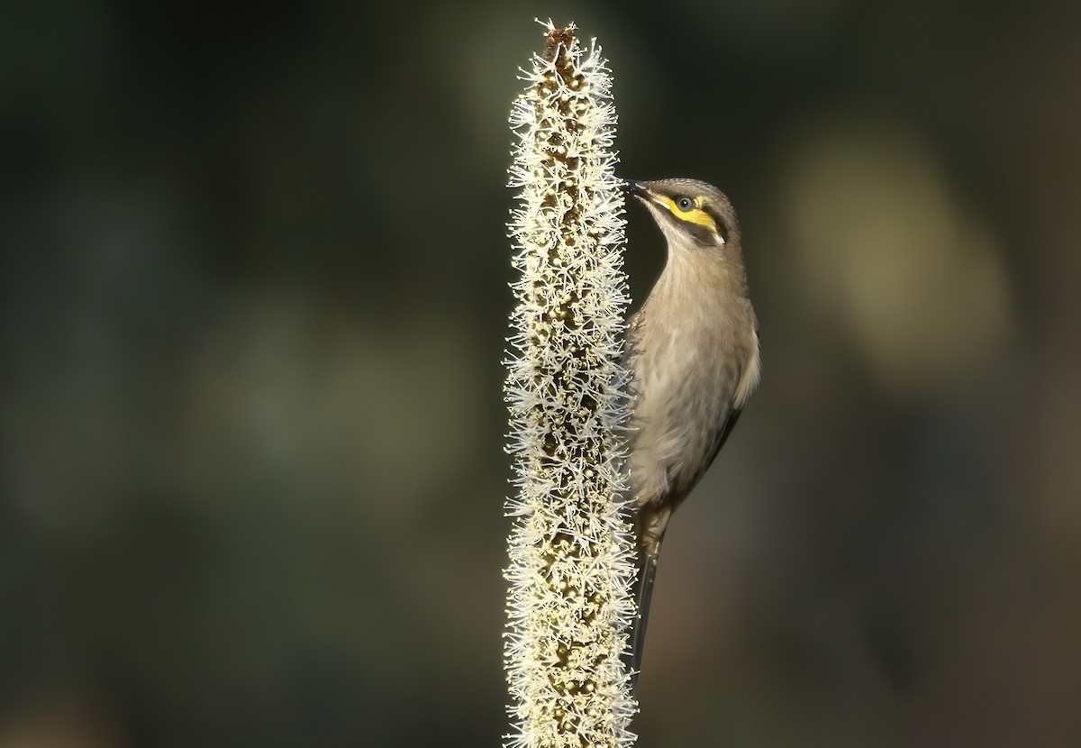 Yellow-faced Honeyeater - David Ongley