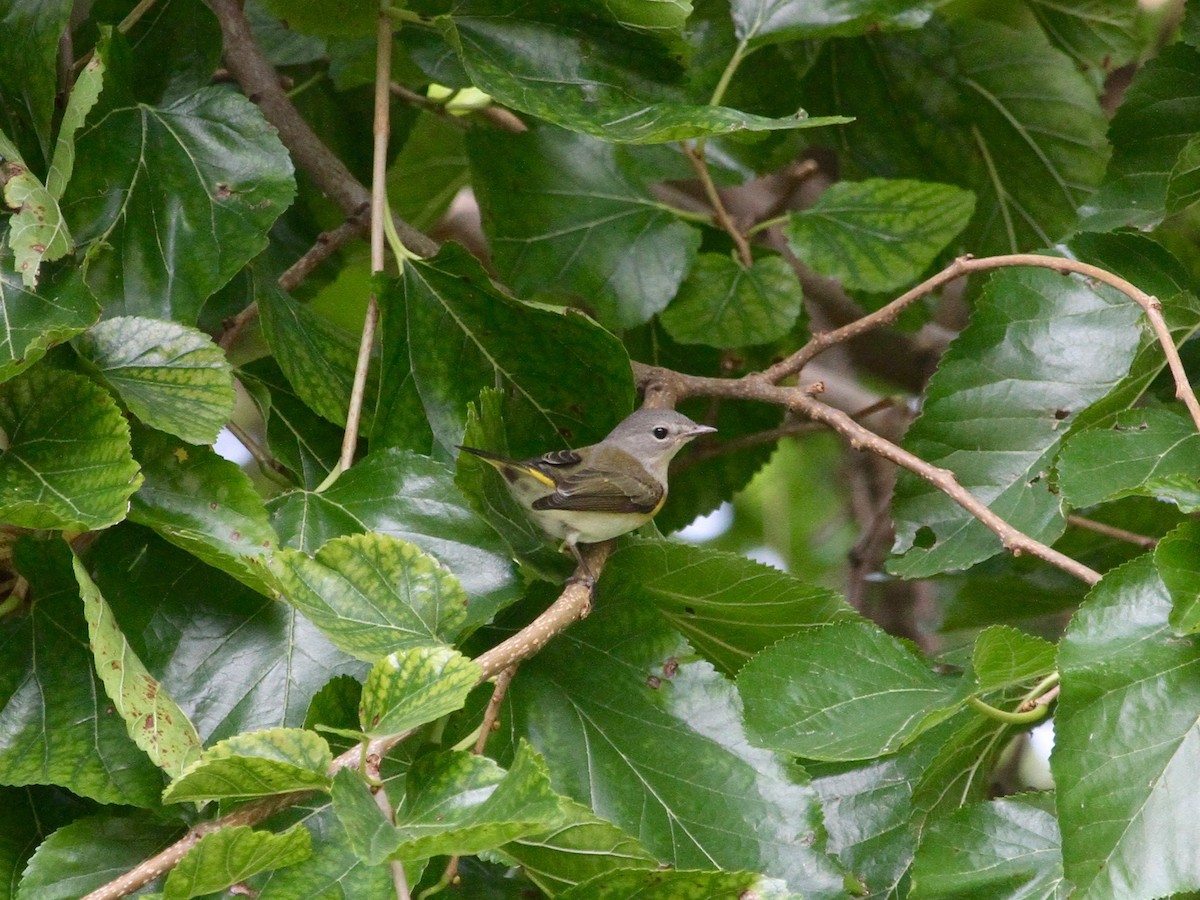 American Redstart - ML260040281