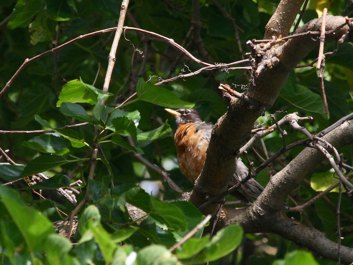 American Robin - Loyan Beausoleil