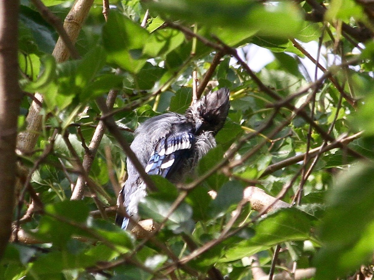 Blue Jay - ML260040321