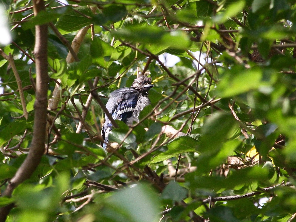 Blue Jay - ML260040331