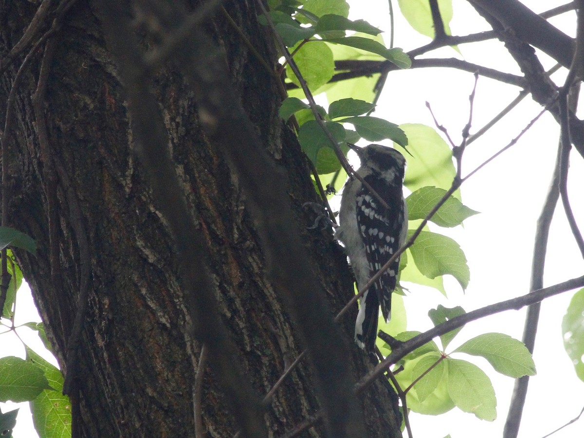 Downy Woodpecker - ML260040341