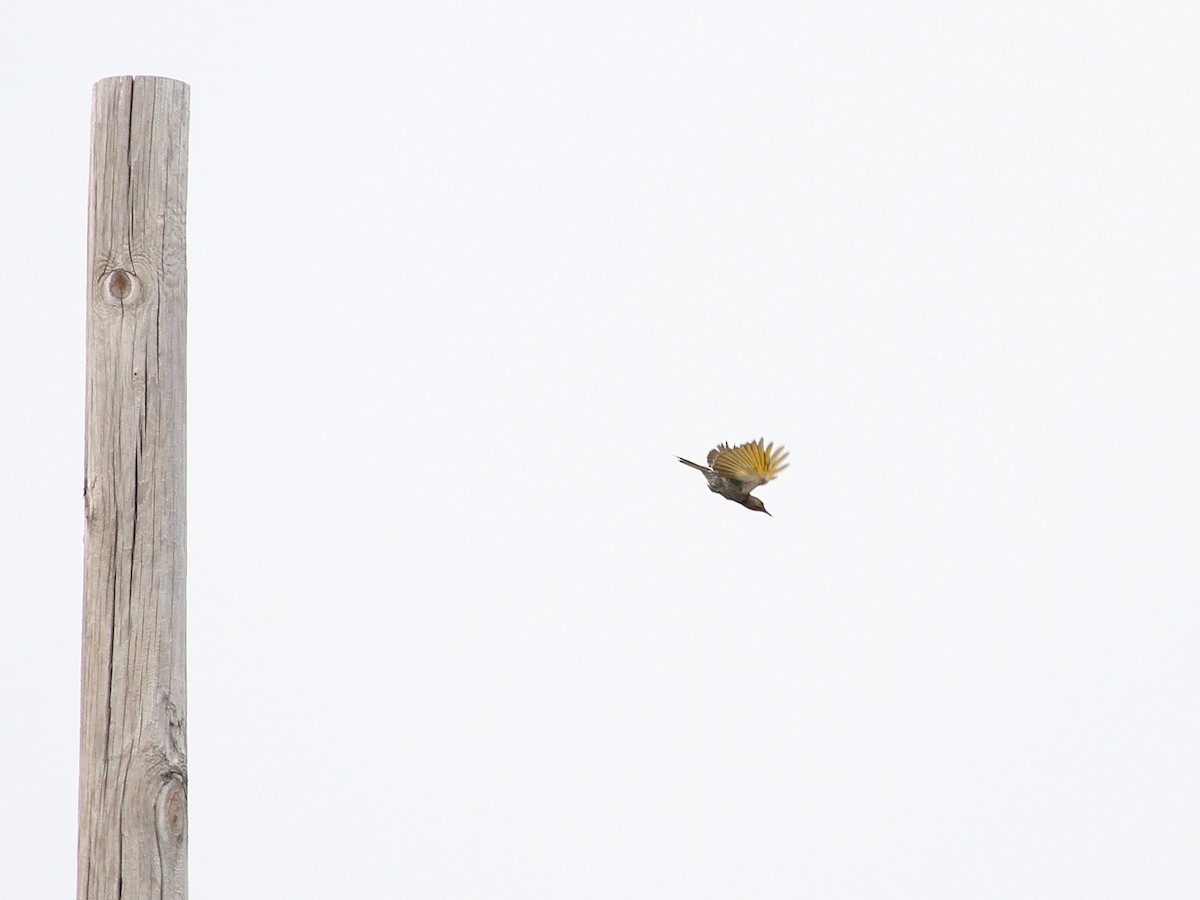 Northern Flicker (Yellow-shafted) - ML260040351