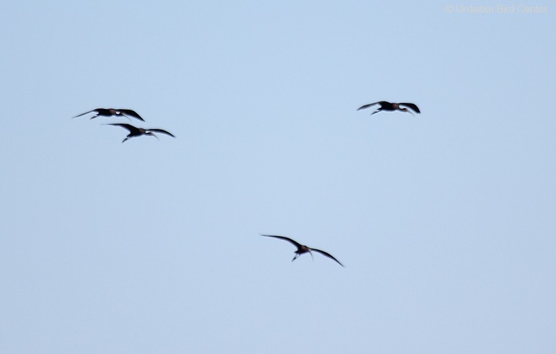 ibis hnědý - ML260040411