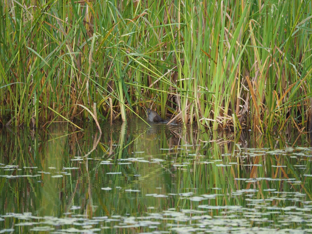 Polluela Sora - ML260043691