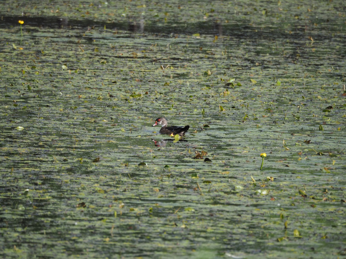 Wood Duck - ML260044641