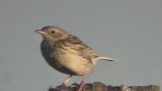 Hellmayr's Pipit - ML260049781