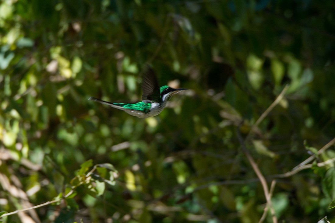 Black-eared Fairy - LUCIANO BERNARDES