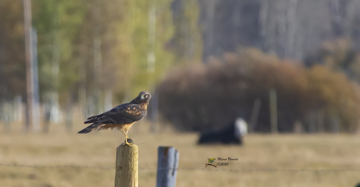 Northern Harrier - ML260051181